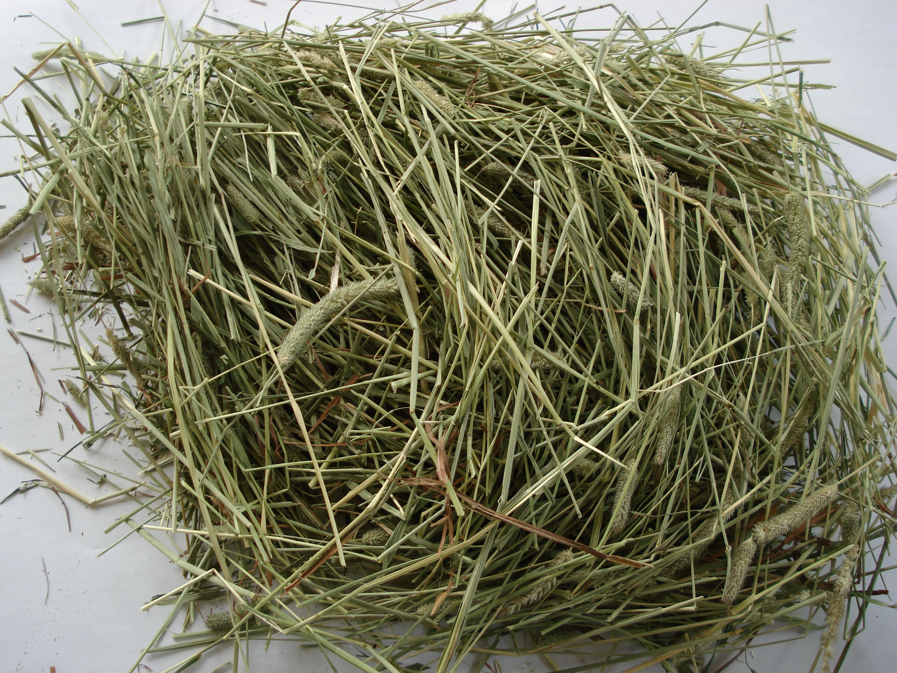 timothy hay for rabbits